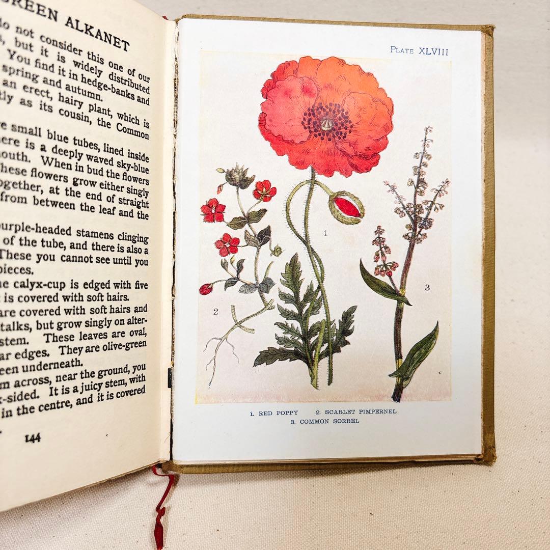 海外 ヴィンテージ 洋書 FLOWERS 草花の図鑑 イギリス