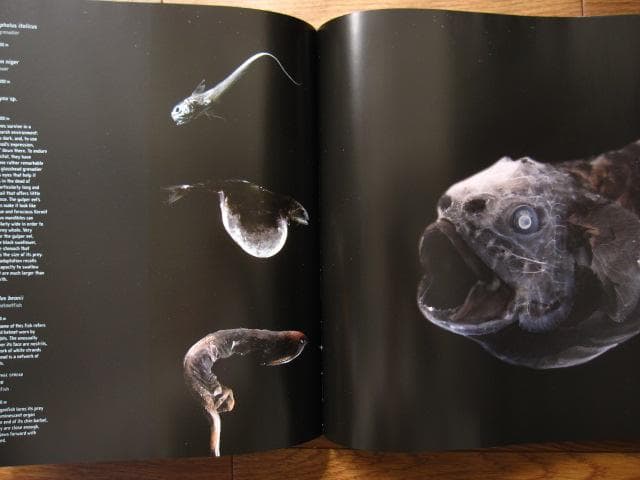 アート・デザイン・音楽 The Extraordinary Creatures of the Abyss