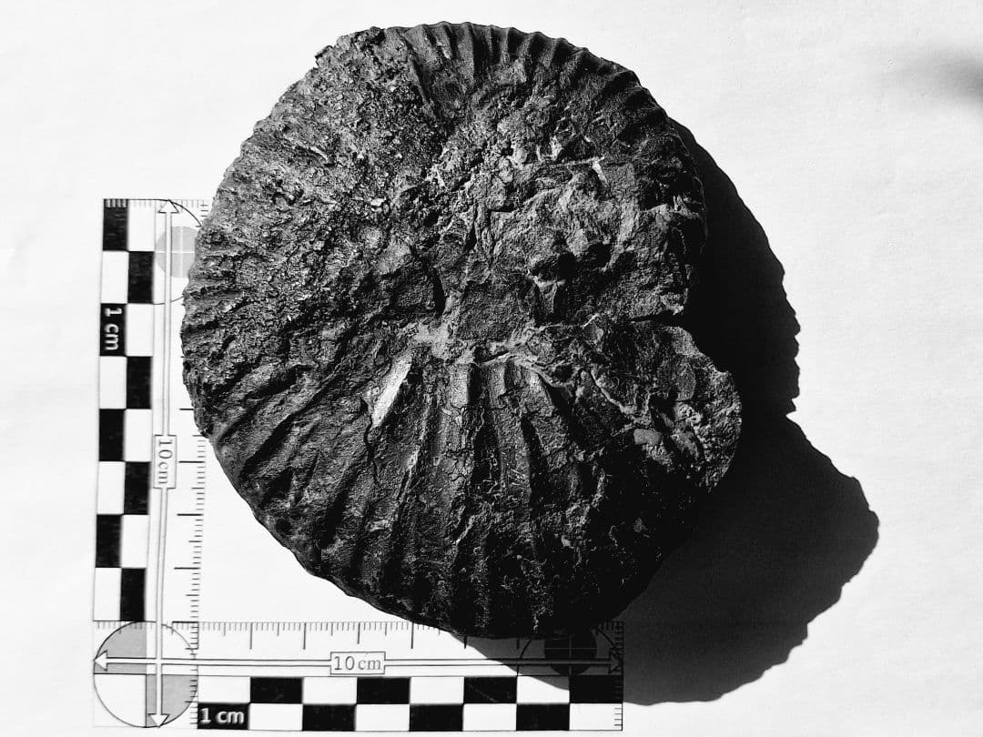 パキディスカス Pachydiscus アンモナイト 日本 化石