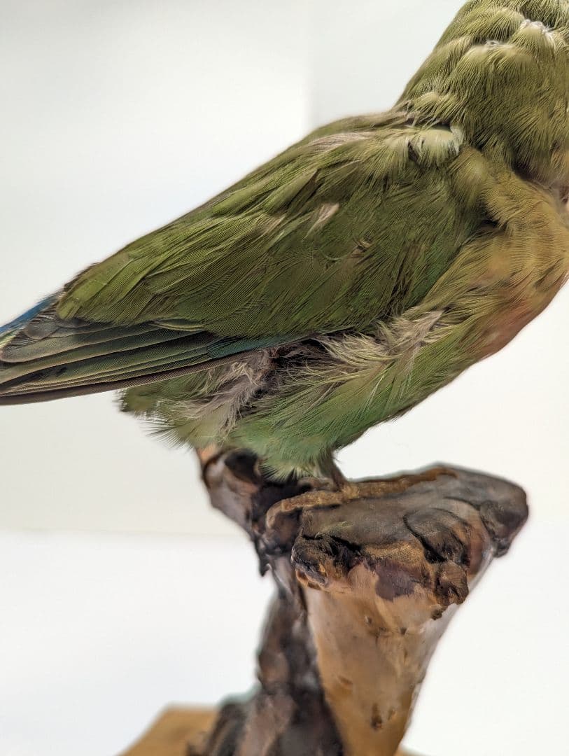 コザクラインコ　剥製