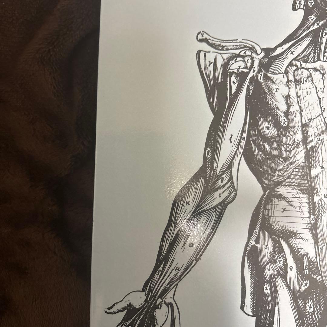ANDREAS VESALIUS 解剖学イラスト
