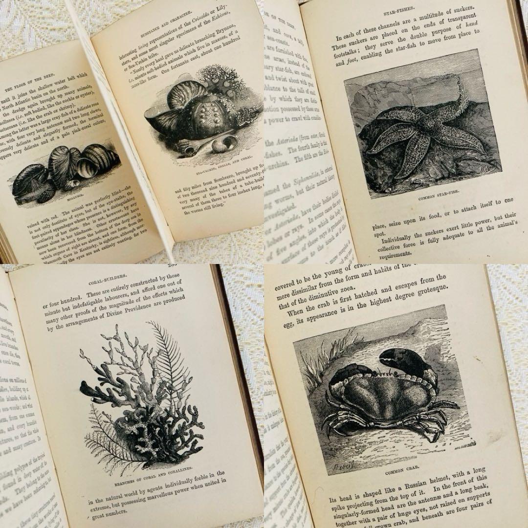 洋書　古書　美しいアンティークブック　1880年発行　海の驚異　海の生き物　自然