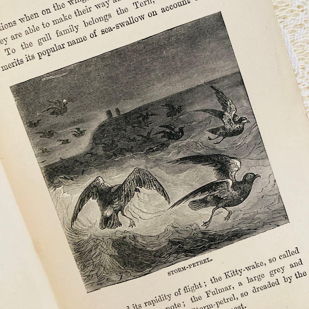 洋書　古書　美しいアンティークブック　1880年発行　海の驚異　海の生き物　自然