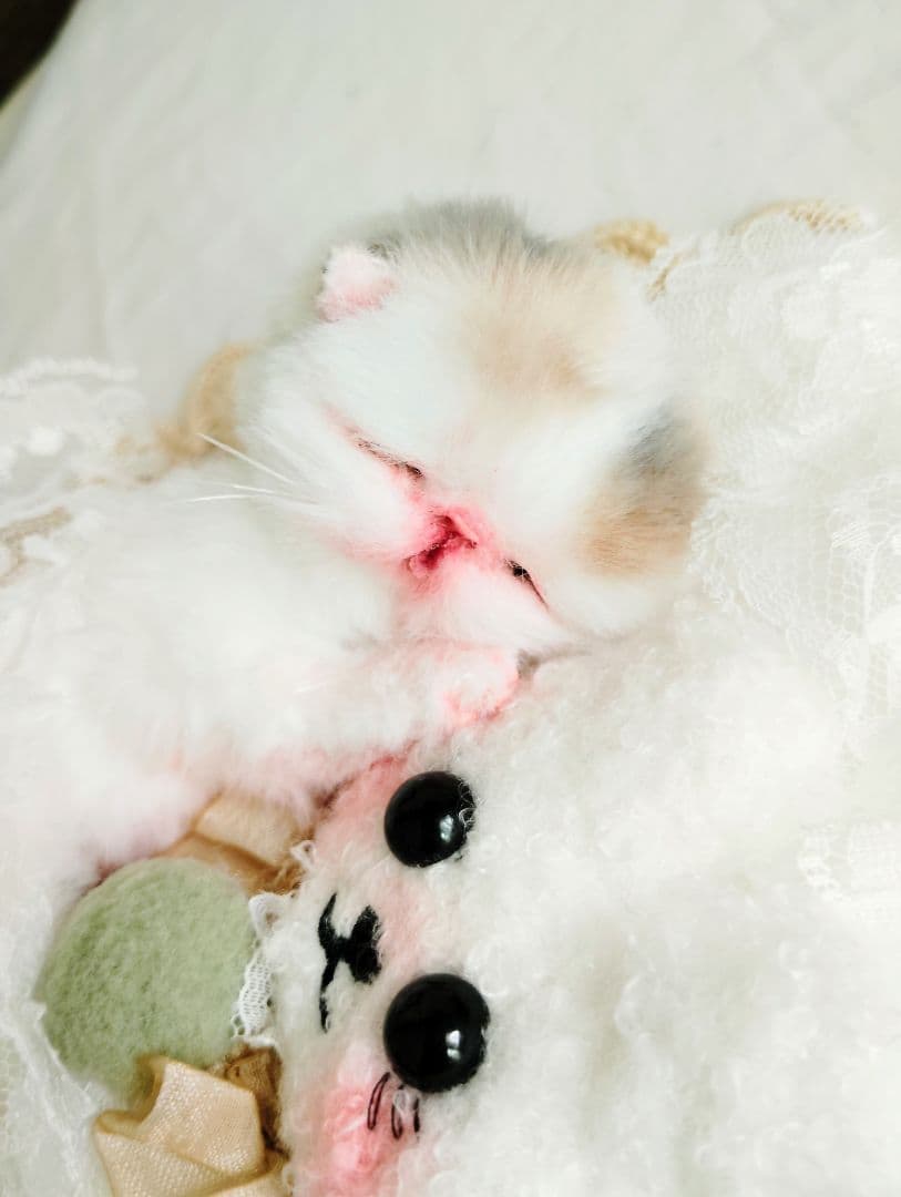 生まれたて子猫ちゃん♡生後２日♡エキゾベビー♡お布団*うさちゃん♡アートドール♡