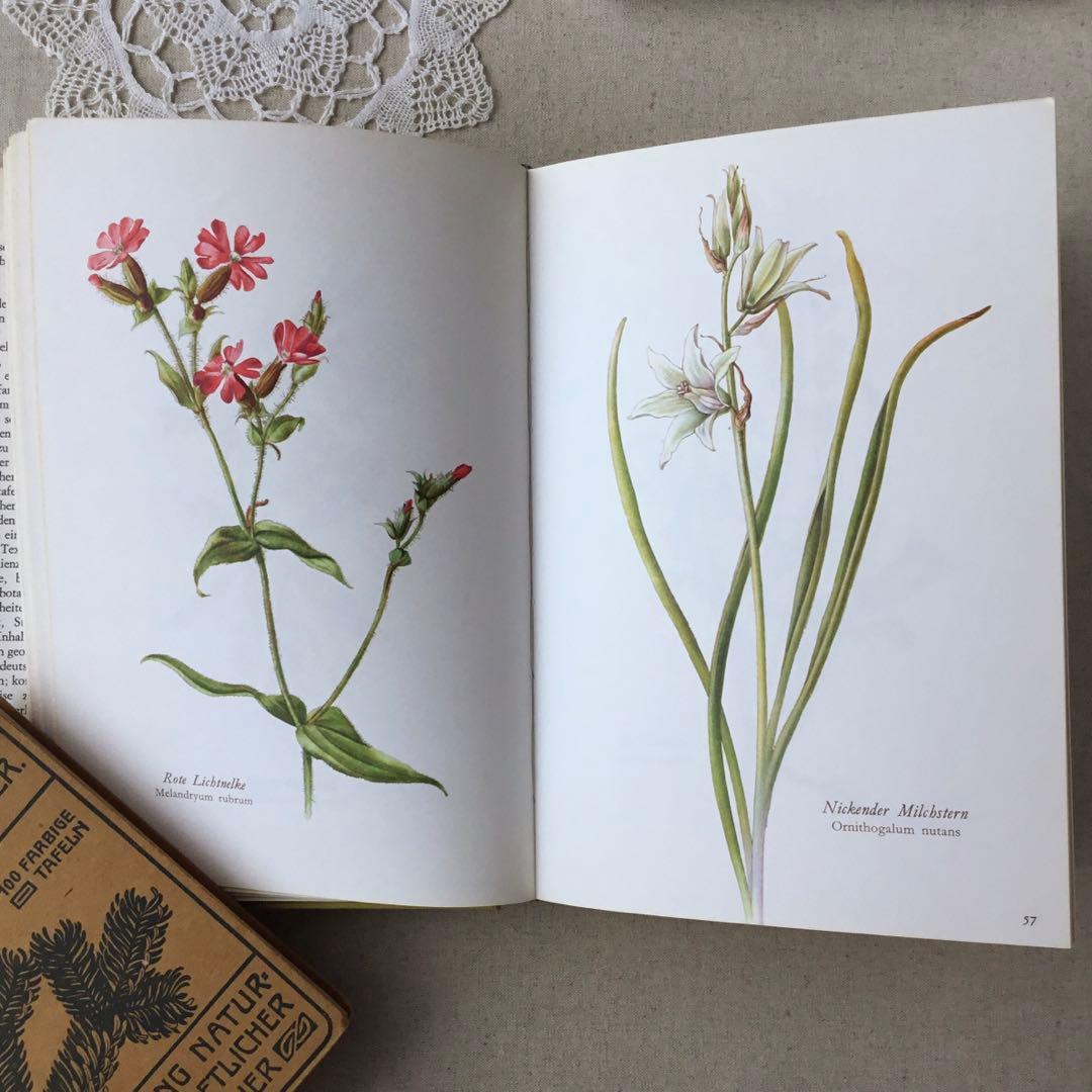洋書　植物図鑑 Elsa Felsko花図鑑 ヴィンテージ ボタニカルインテリア