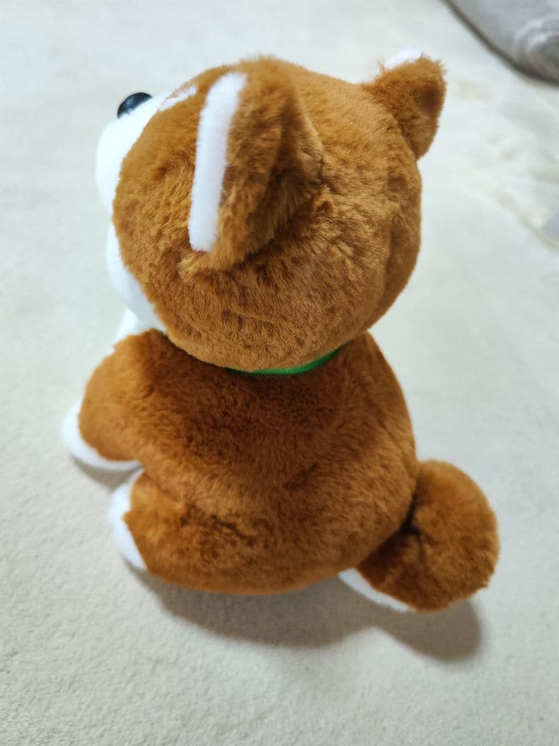 しばいぬコウタ　美品
