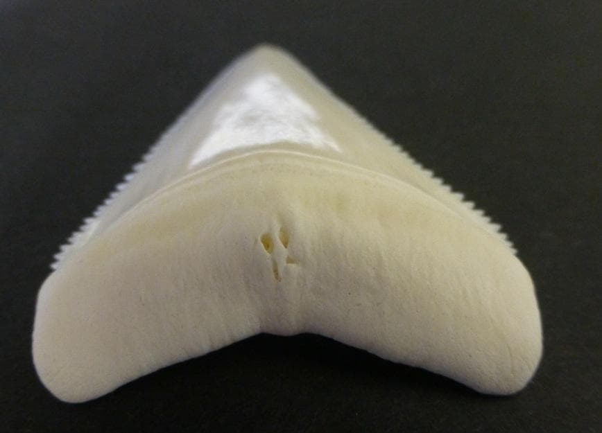 【くまこ】ホホジロザメ（C. carcharias）の歯 48.1mm