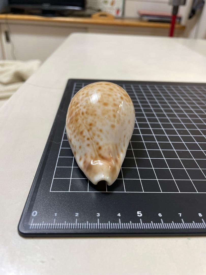 シロガネダカラ　貝殻　標本