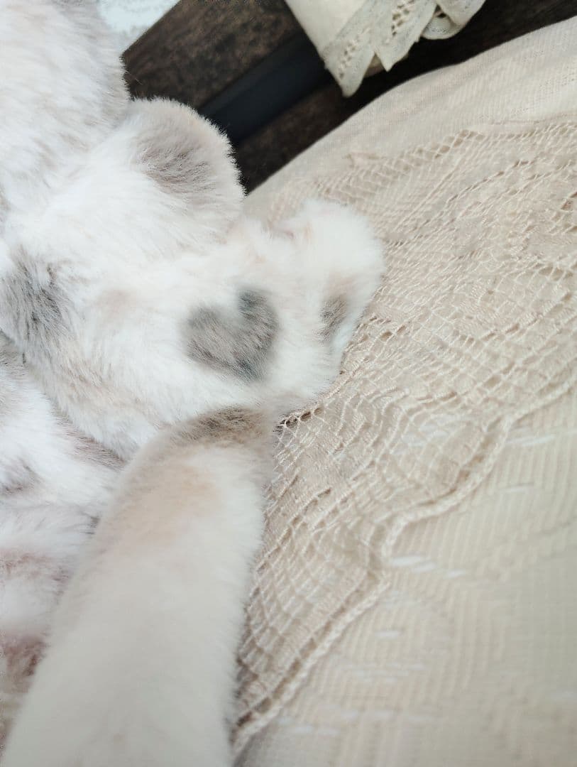 おふぅちゃん❤オーダー❤双子の子猫ちゃん♡アートドール♡ぬいぐるみ♡