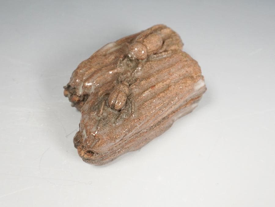紹美 虫香合 共箱 茶道具