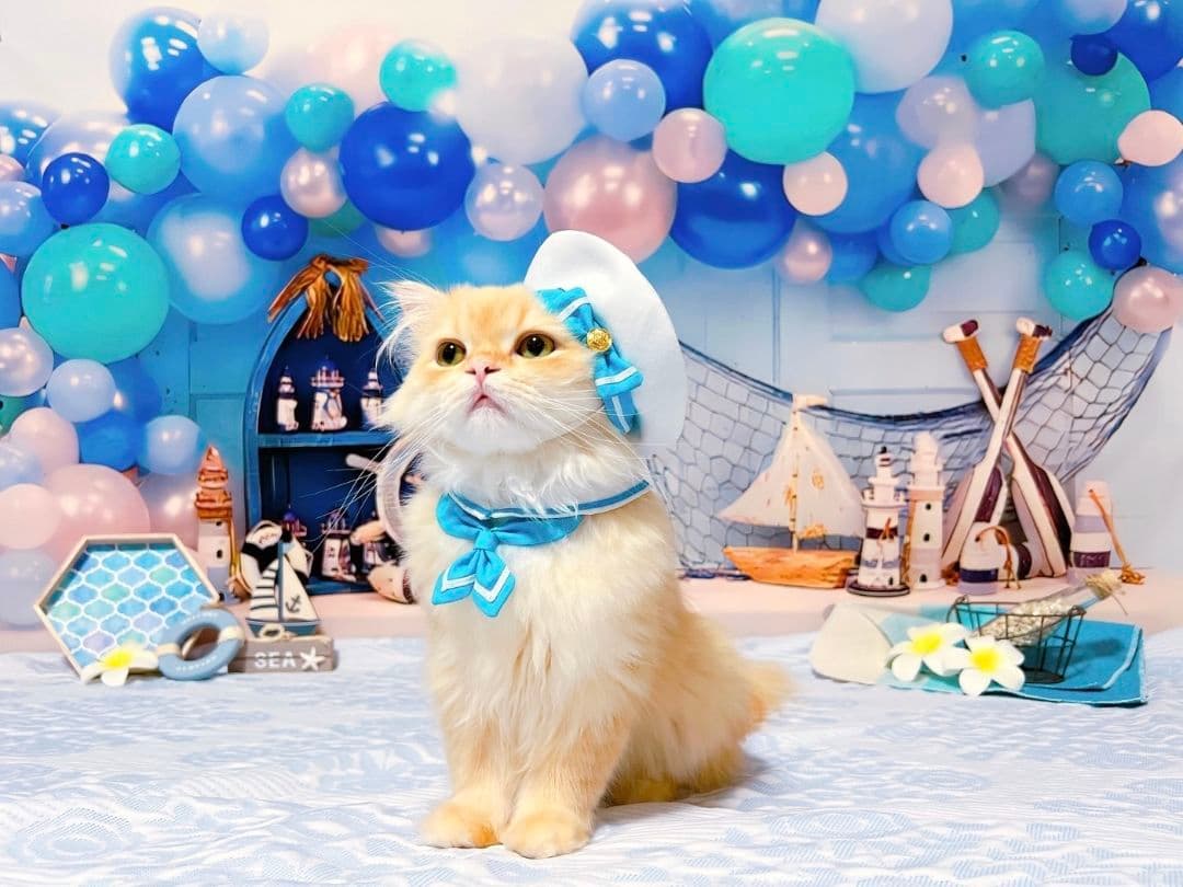 背景布×5+1　ペット撮影用フォトブース　トリミングチョーカー販売中　イースター