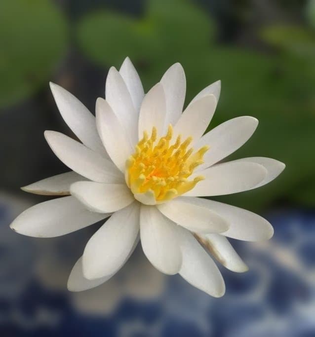 磁気活水発生装置（強）　大 SNタイプ x 4　おまけ付き